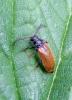 Drilus flavescens